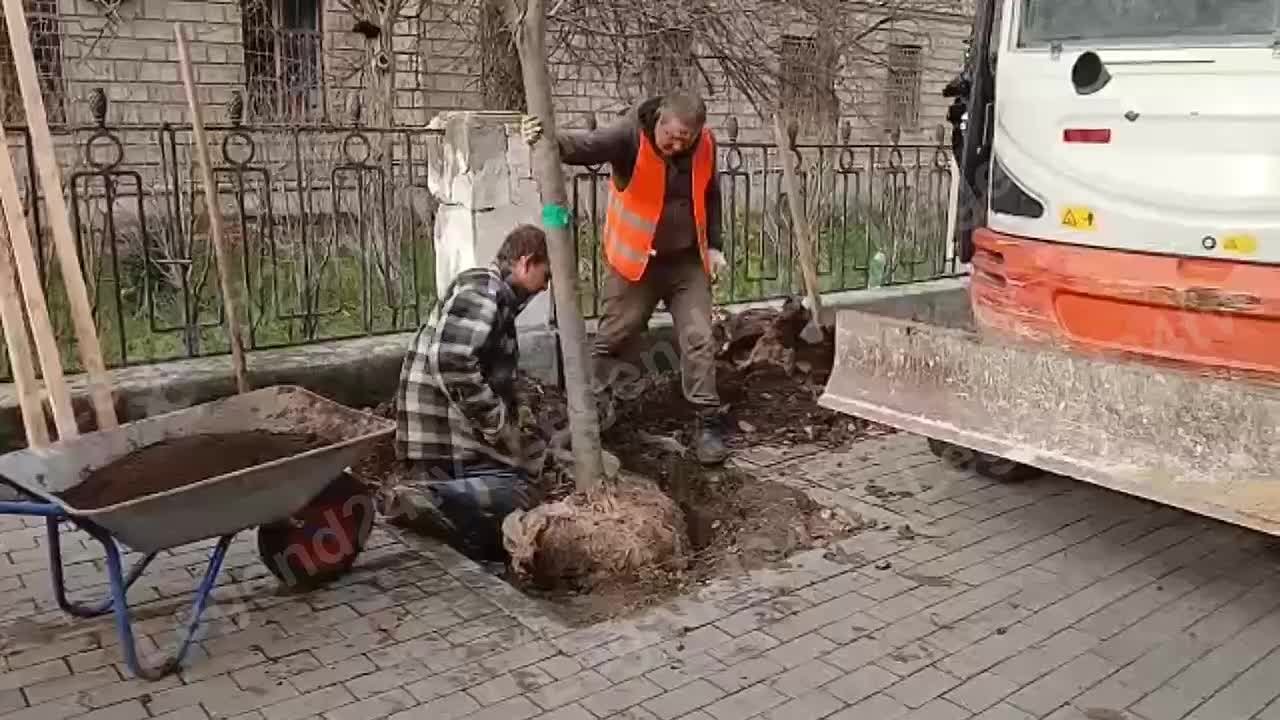 К компенсационной высадке лип приступили на улице Гоголя