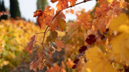 Севастопольский стиль: как развивают виноградарство