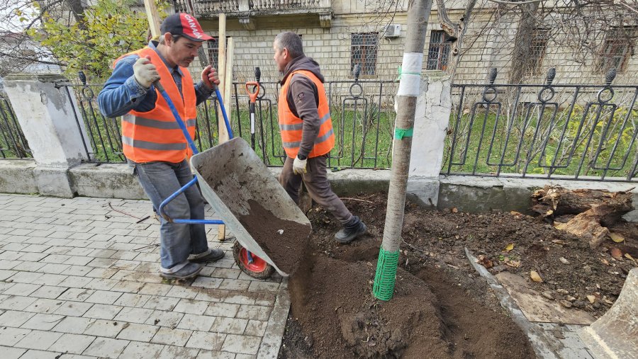 Специалисты приступили к озеленению улицы Гоголя
