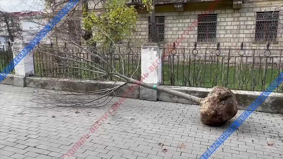 � ����������� ������� ������� ����� ��������