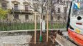Высаживаем молодые деревья на улице Гоголя