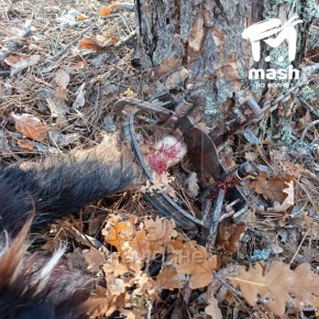 Домашняя собака попала в капкан на лесной тропе под Бахчисараем
