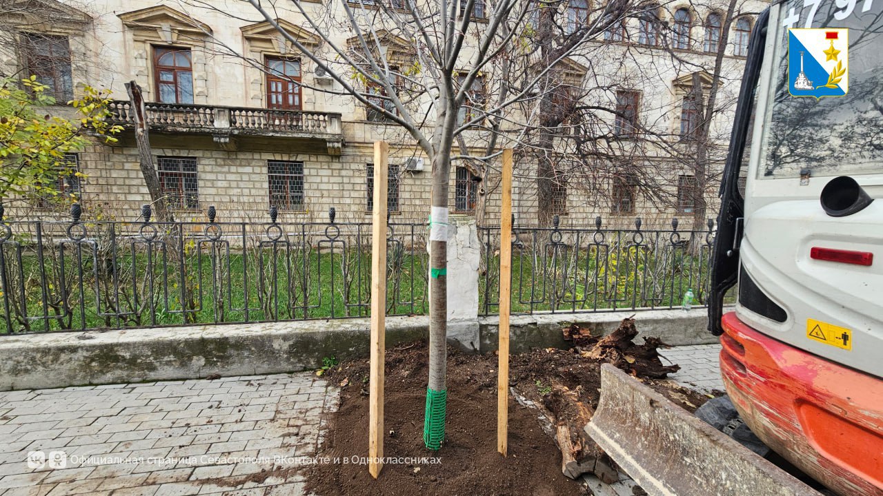 Высаживаем молодые деревья на улице Гоголя