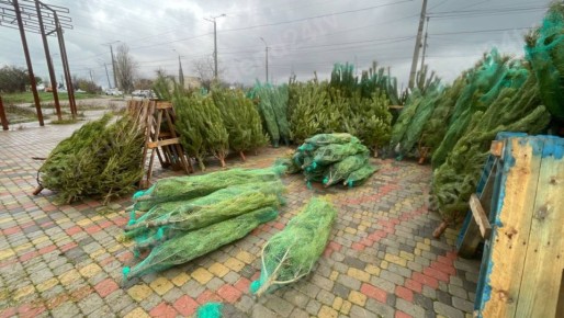 Ёлочные базары открылись в Севастополе