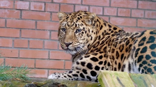 Леопарда Николая уговорили на фотосессию