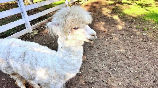 В Севастополе незаконно эксплуатировали альпак и лам