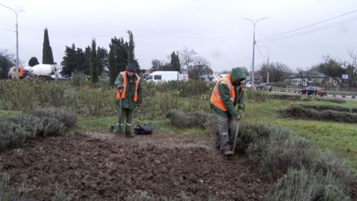 В Севастополе завершается высадка весенних цветов