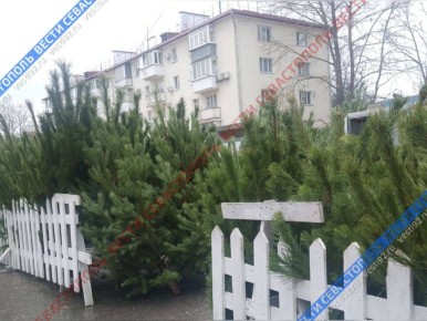 В Севастополе начали открываться ёлочные базары