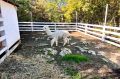 Прокуратура нашла нарушения в парке альпак