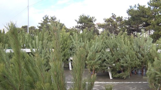 Новогодние ёлки начали продавать в Севастополе