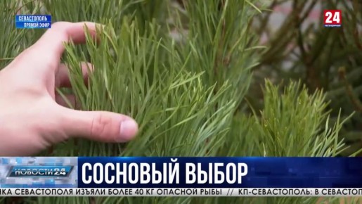 В город-герой привезли две тысячи новогодних деревьев