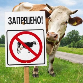 Обращаем внимание собственников крупного рогатого скота!