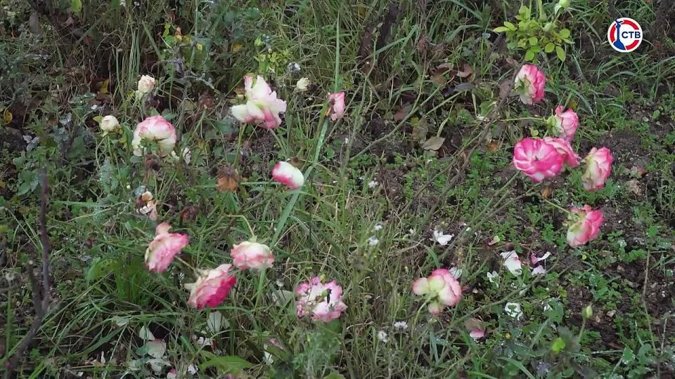 � ����������� �������� 250 ����� ������� �������� ������