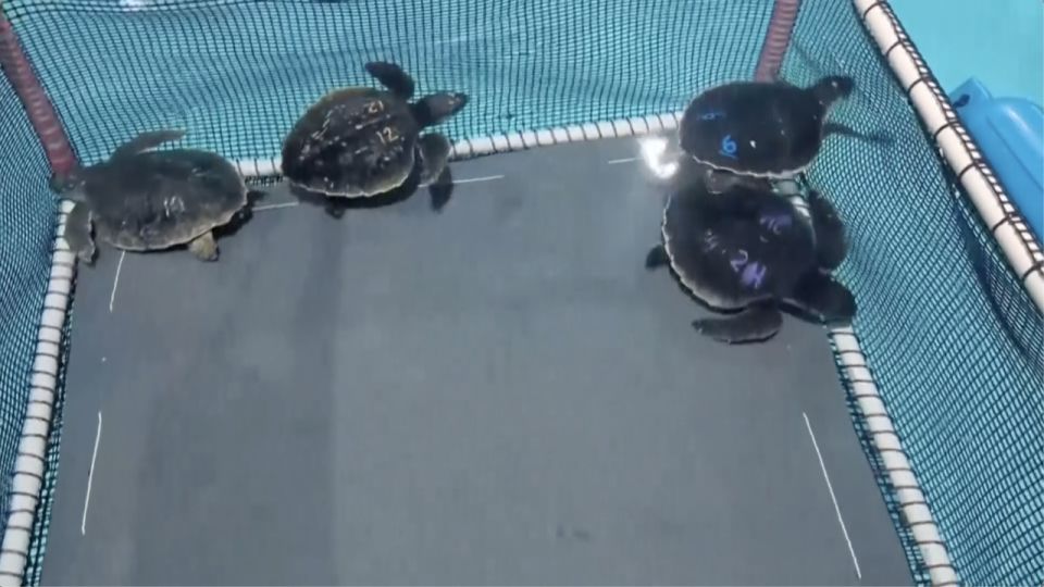 35 ������ ������� ������� �������� � ����� �������