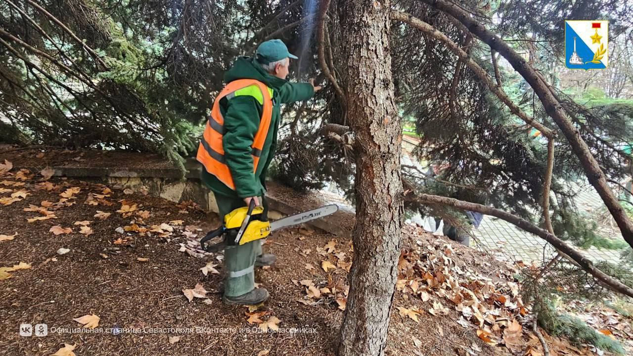 В Севастополе провели оздоровительную обрезку деревьев