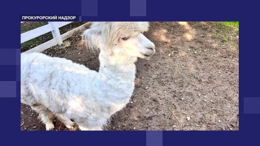 Предлагаем вашему вниманию очередной выпуск еженедельной программы "Прокурорский надзор" на телеканале "Независимое телевидение Севастополя"