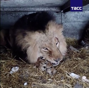 Лев Нео выжил после атаки дрона ВСУ в Запорожской области