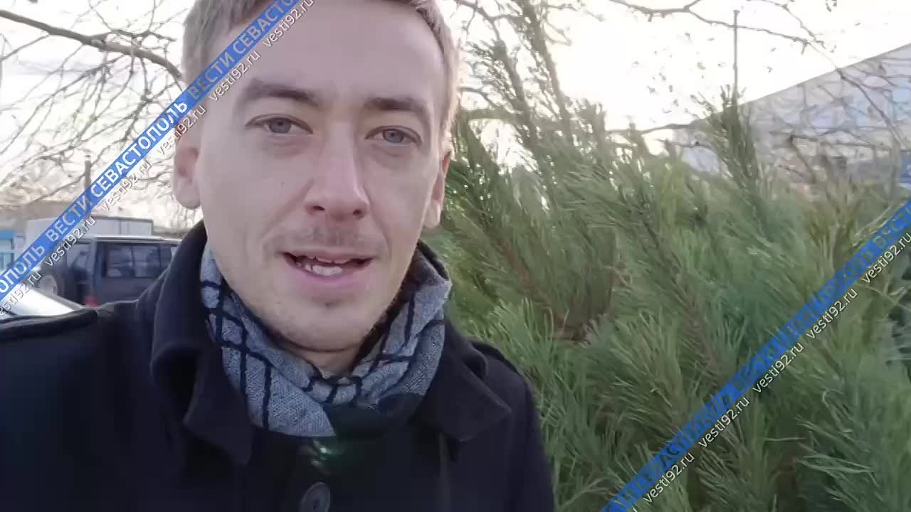 Сколько стоят новогодние деревья в Севастополе в этом году
