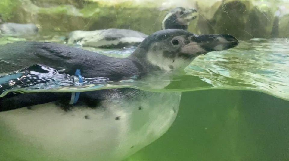 � ������ ��������� �������� �������� ����������