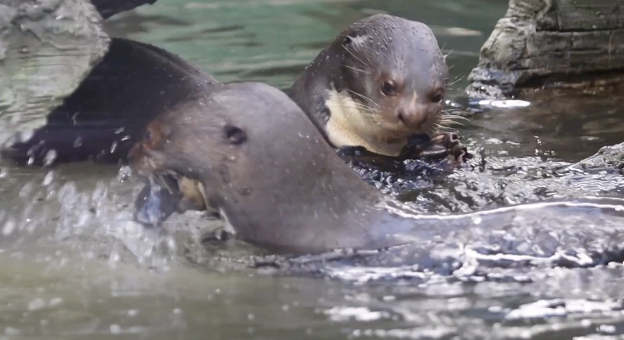 Гигантские выдры в Московском зоопарке сняли собственный влог