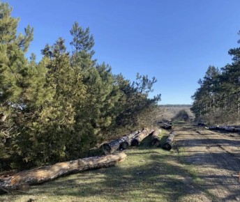 ������, ����: ���������� ����� ���� �������� ���