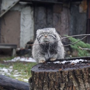 ����� ������ �� ����������� �������� ���������� ������� � ������ �����