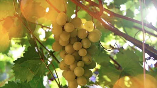 Госдума приняла поправки в закон «О виноградарстве»