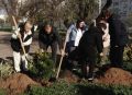 В севастопольской школе № 15 заложили Сад памяти выпускников