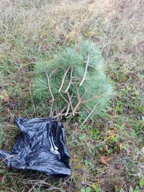 В Крыму изъяли незаконно срезанные ветви сосны