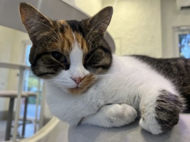 Госветслужба бесплатно вакцинирует собак и кошек против бешенства