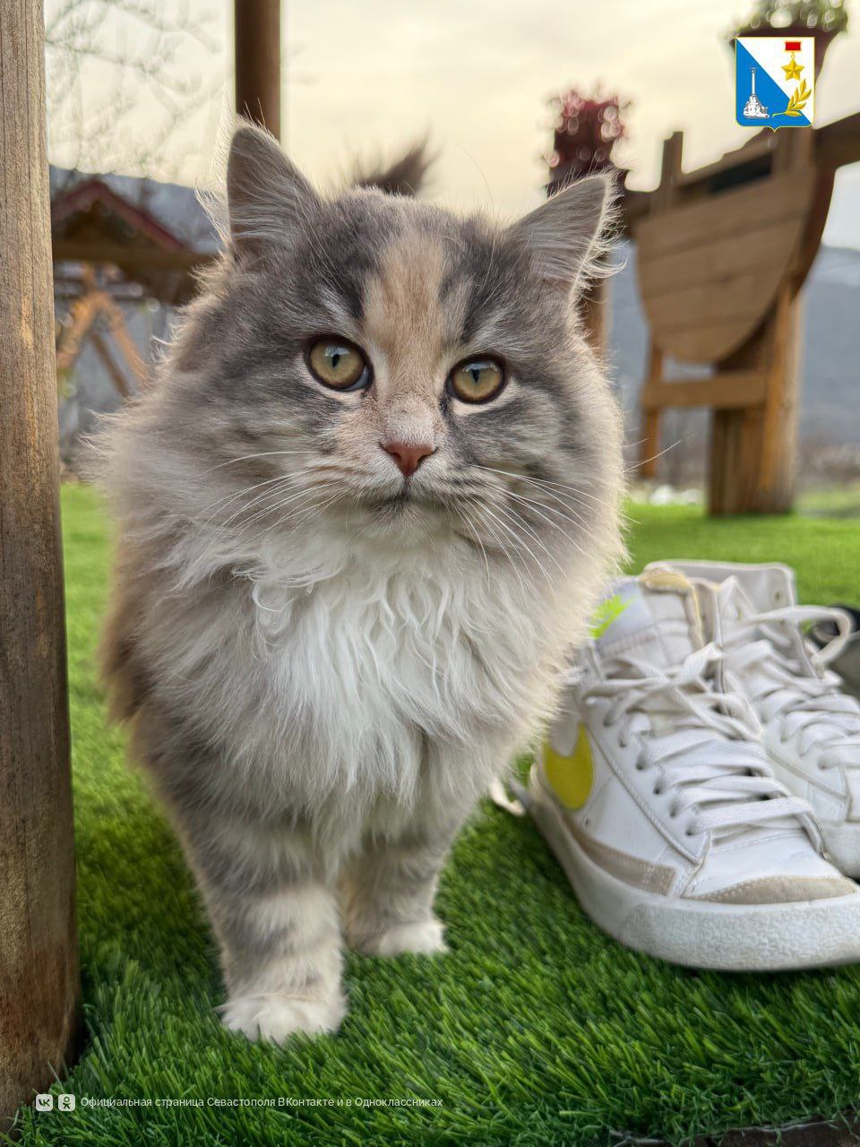 Более 100 домашних животных бесплатно привили от бешенства на выходных