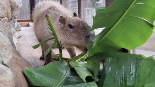 � ���������� �������� �������, ������ ������ ������