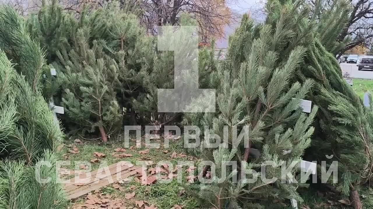 20 ёлочных базаров открыты в Севастополе