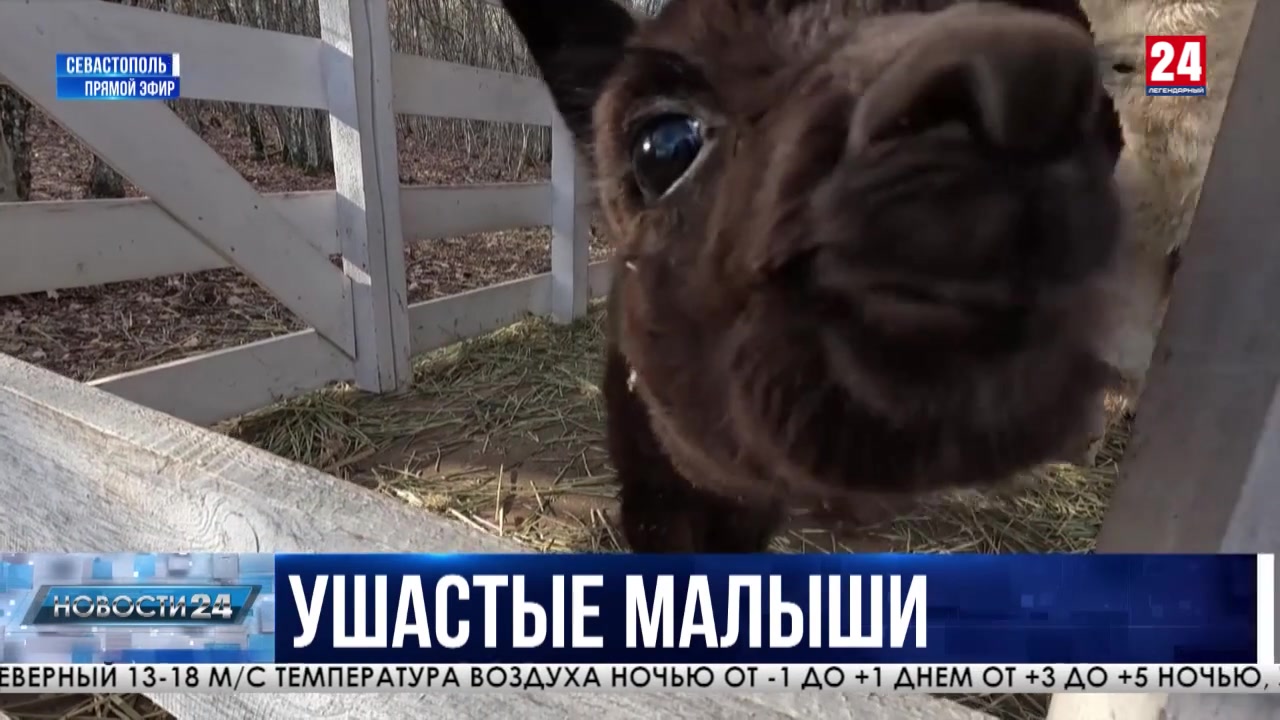 На ферме в Севастополе за год родились два альпака