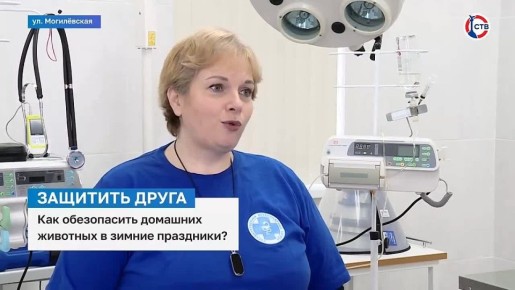 Специалисты «Севветцентра» рассказали, как защитить домашних животных в зимние праздники