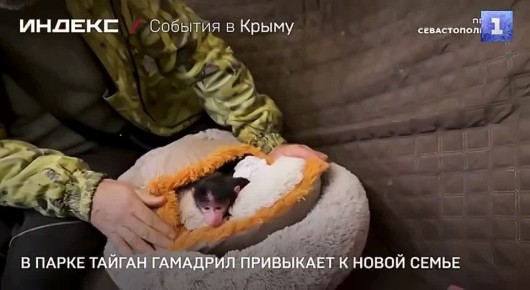 � �������� ������-����� �������� ���������� ������� �������-��������