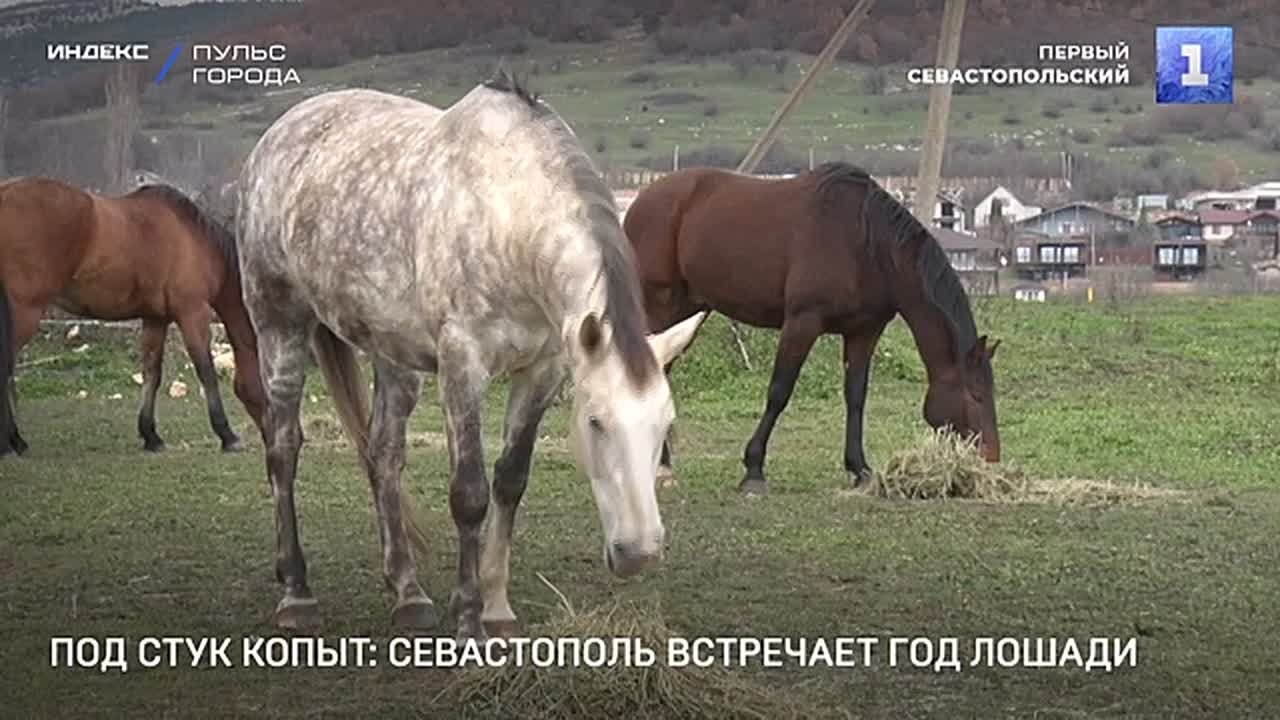 Севастополь встречает Новый год под стук копыт