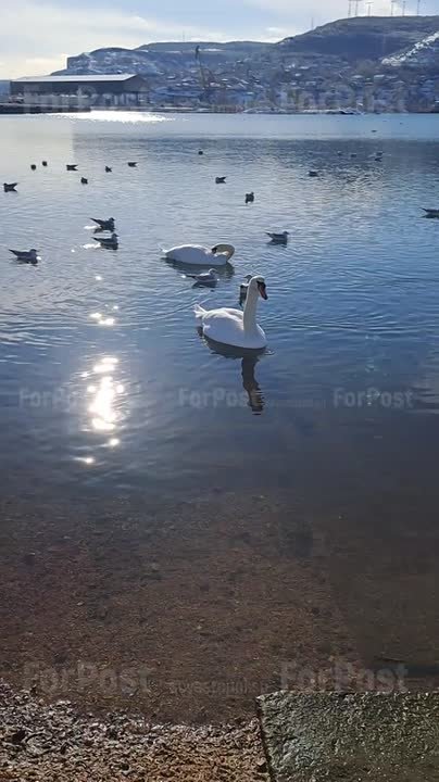 В бухте Инкермана появились лебеди