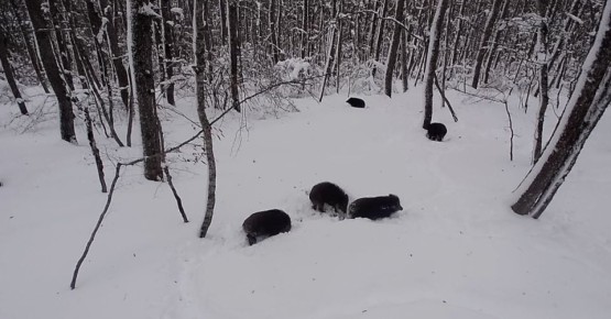 Кабаны устроили прогулку в лесу Севастополя