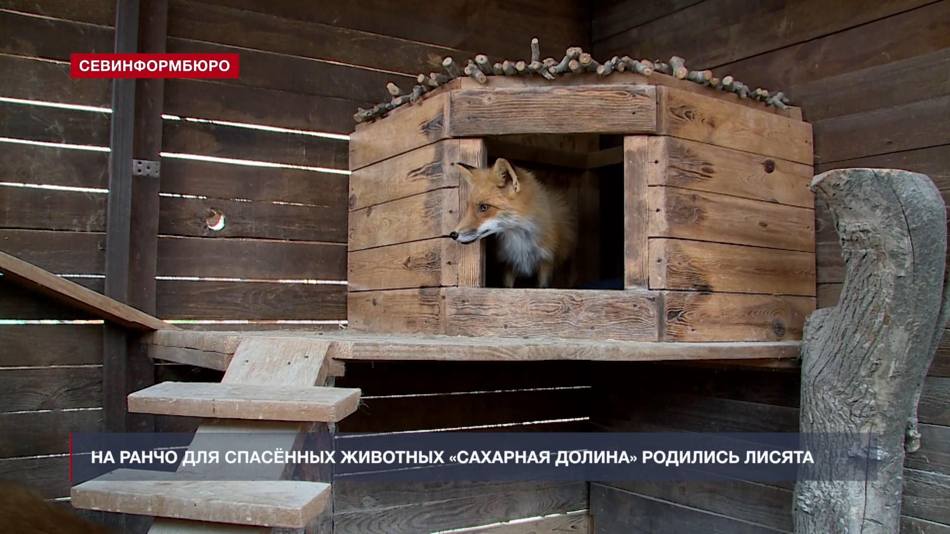 Итоги года: как в Севастополе заботятся о животных