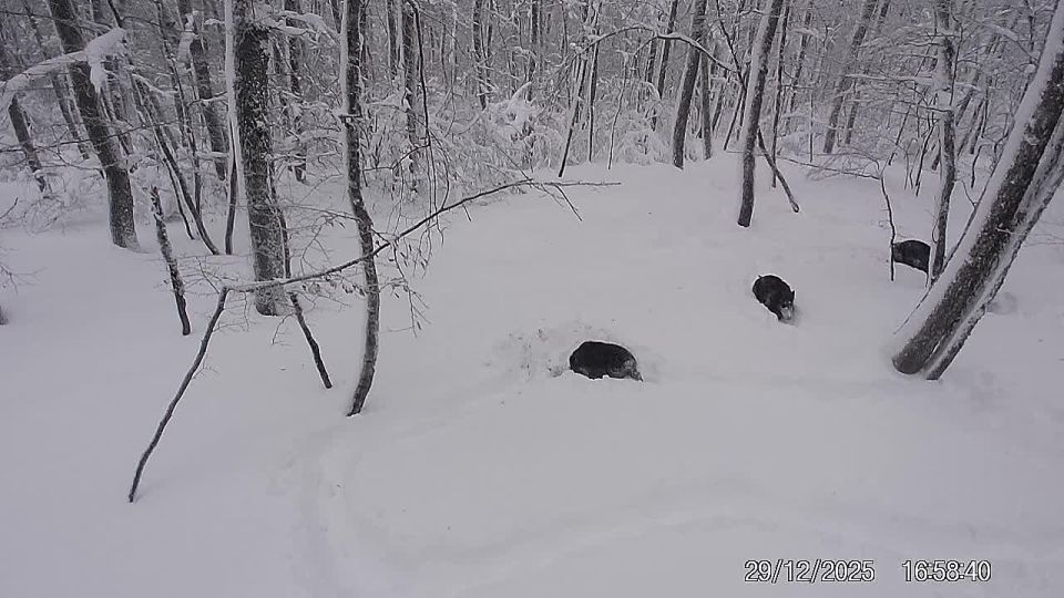 � ����������� ������ ��������� �������