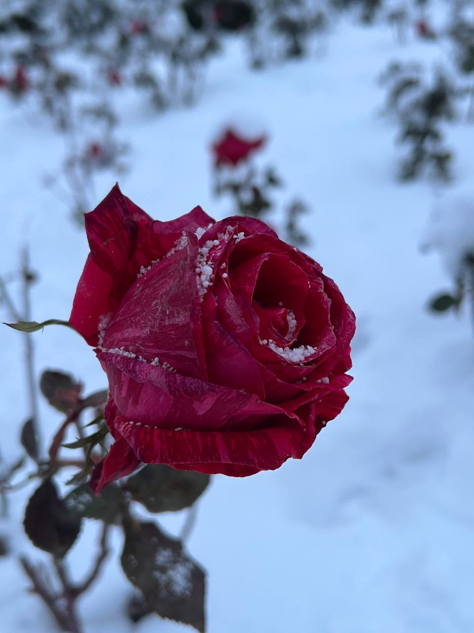 Доброе утро, друзья!. В Севастополе 3 января днем небольшой дождь