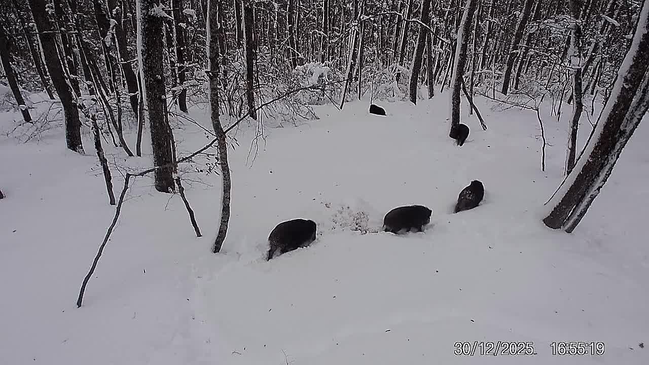 А вот так встречало недавний снег семейство кабанов
