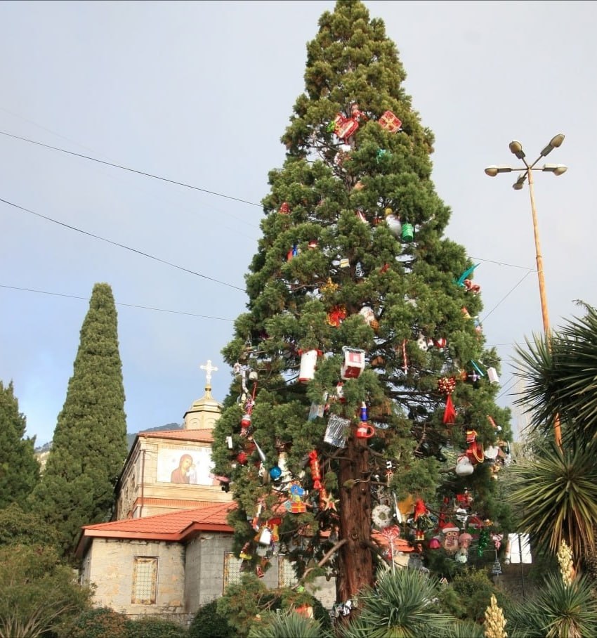 В Крыму нарядили 13-метровый секвойядендрон