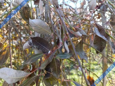 � ����������� ����� ����������� �� ���� ���������� �� ��������� ��������� ������� �����