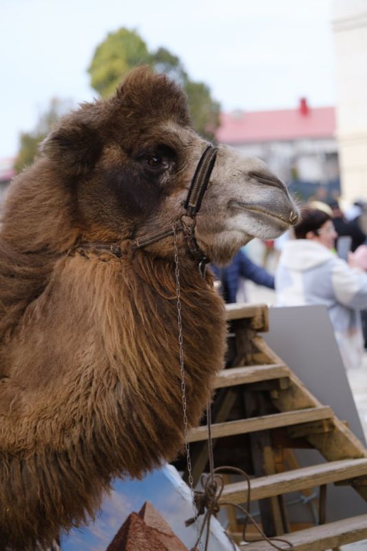 Дорогие друзья!. В связи с погодными условиями сегодня катание на ослике и верблюде отменяется