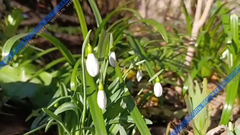 Непогода не помешала расцвести подснежникам в Севастополе