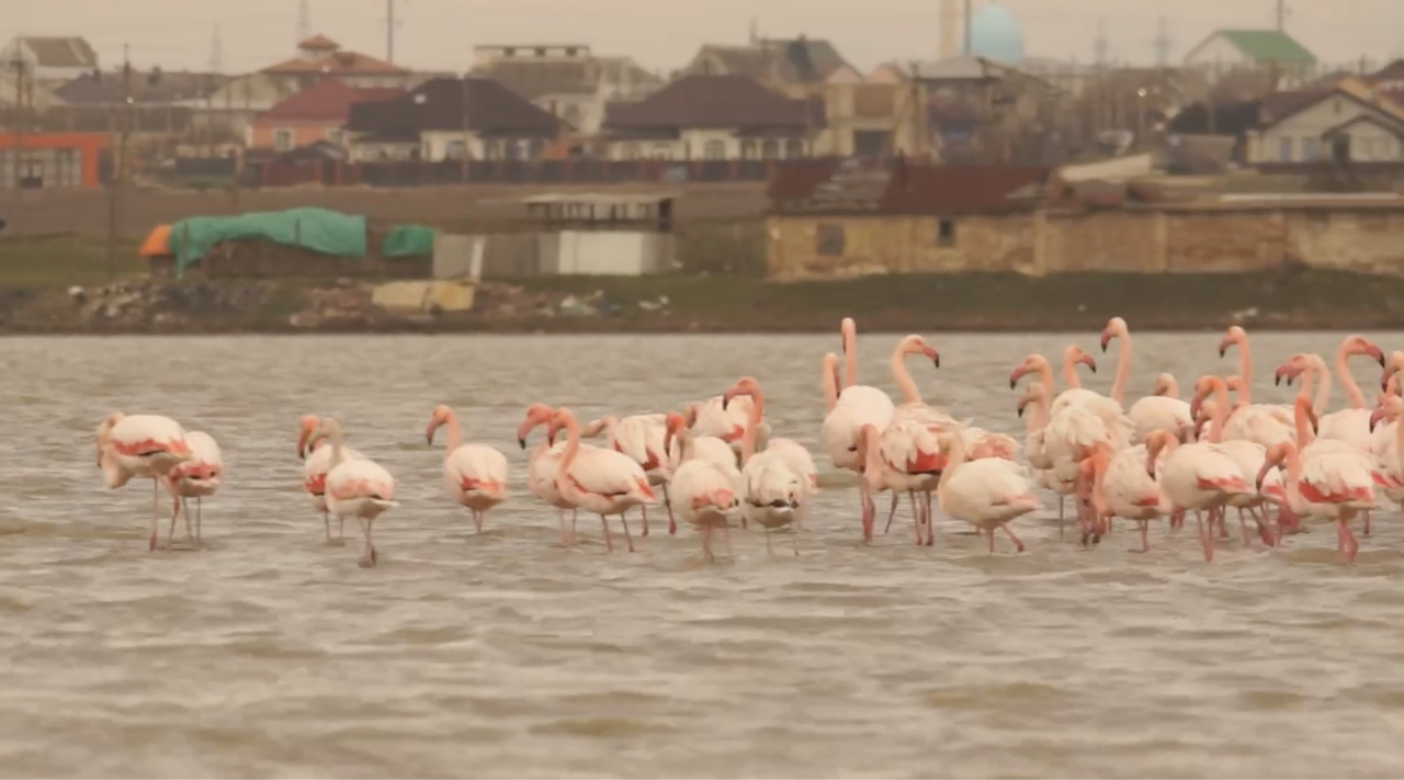 Зимнее чудо: 162 фламинго замечены на озере в Крыму