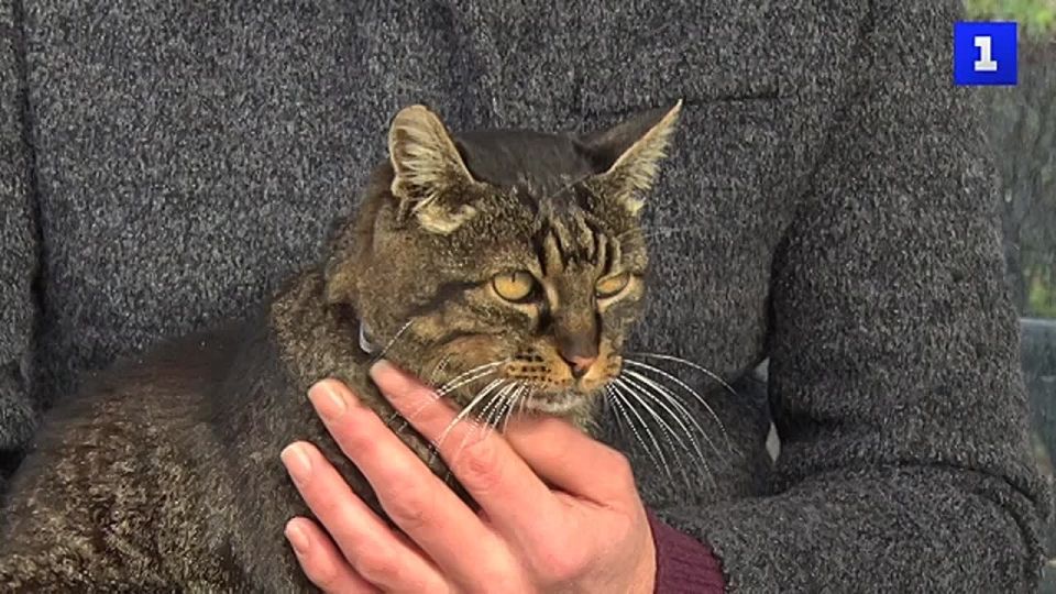 ������� ���� �� ���������� ����������� ���������� �����������