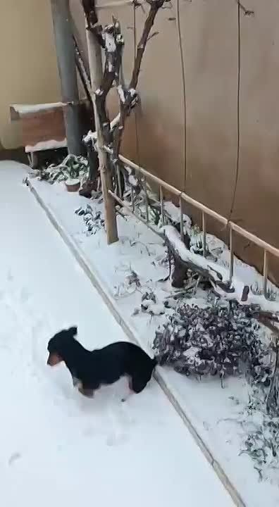 #���_�����. ����� ���� ����� �� ���������, � ��� �������� ����� ���� ������